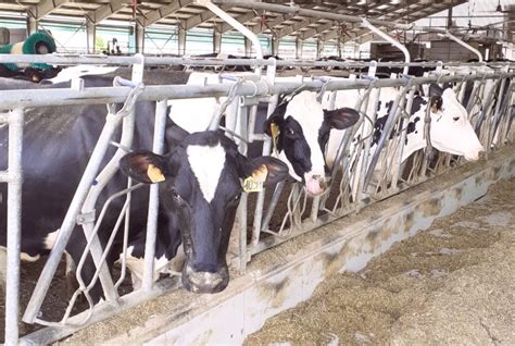 More Sustainable Breeding With The Help Of Artificial Intelligence