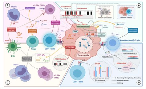 Genomic Characteristics Of CcRCC For Manipulating The TIME A VHL