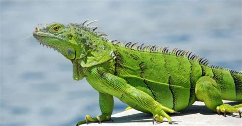 The 10 Best Lizards to Keep As Pets - IMP WORLD