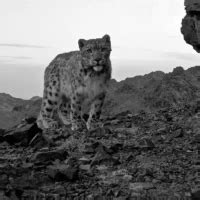 Snow Leopards In Mongolia Felidae Conservation Fund