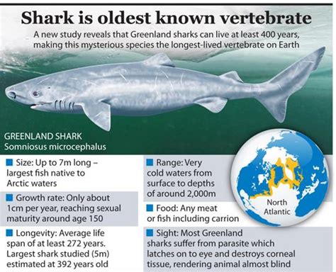 Greenland shark now oldest living animal with backbone | Jordan Times