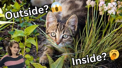 Should You Let Your Cat Outside Here S What You Need To Know Youtube