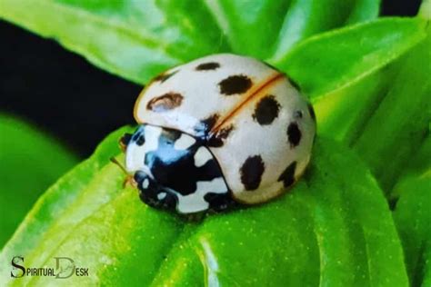 White Ladybug Spiritual Meaning: Innocence!