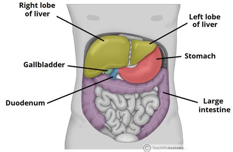 The Liver Lobes Ligaments Vasculature Teachmeanatomy