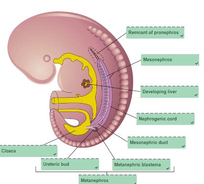 Ug Embryology Flashcards Quizlet