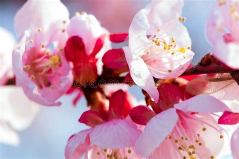 Rvore De Cereja Japonesa De Floresc Ncia Florescem As Flores Brancas