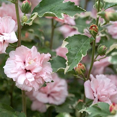 Hibiscus Syriacus Sugar Tip De Gradina Floarea Dubla Frunze Vari