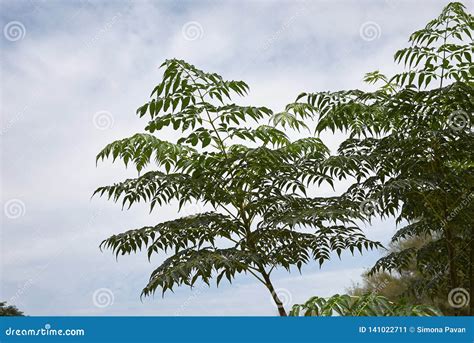 Melia azedarach tree stock image. Image of india, berrytree - 141022711