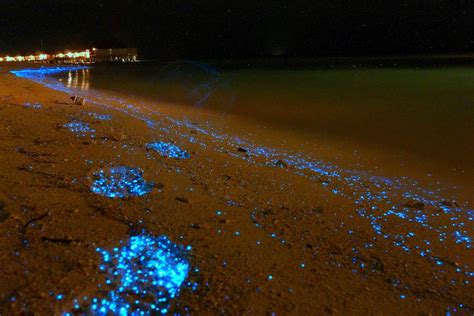 Glowing Beach of Maldives - XciteFun.net