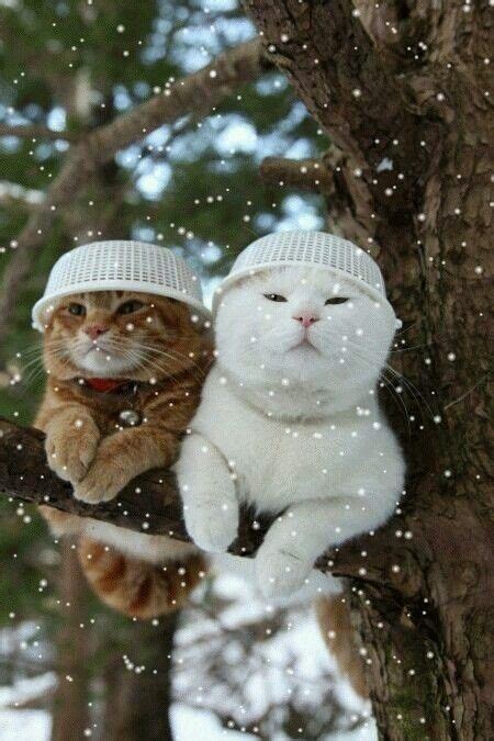 Il Neige Sur Nos Deux Chatons Cute Animals Cute Cats Funny Animal