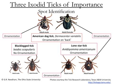 Ticks In Ohio