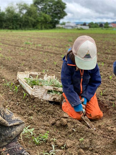 Partizipative Landwirtschaft Stadt Land Gnuss