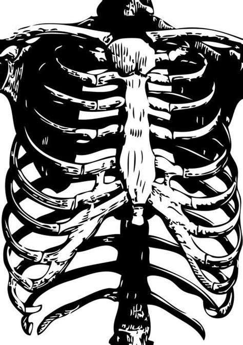 Skeleton Ribs Skeletons Rib Cage Human Anatomy Black And White