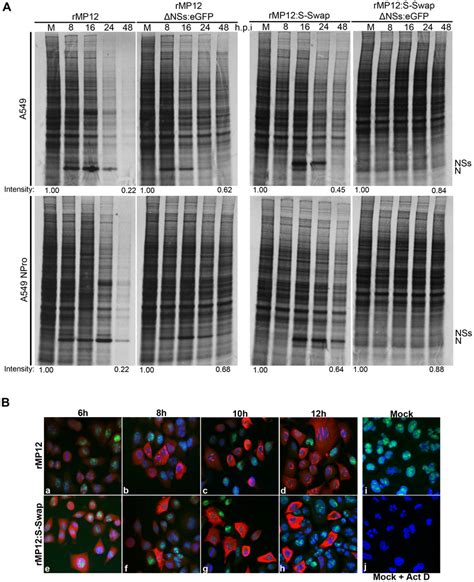 Inhibition Of Host Cell Protein And Rna Synthesis A Protein