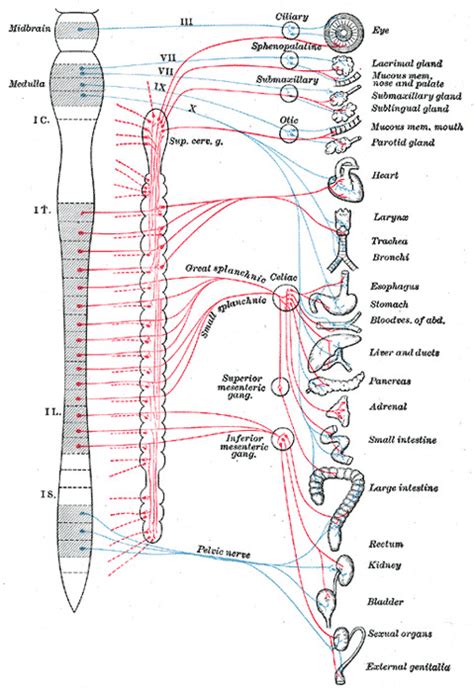 Physiology Autonomic Nervous System Statpearls Ncbi Bookshelf