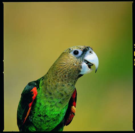 The Cape Parrot – a new species | Science Media Centre of Canada