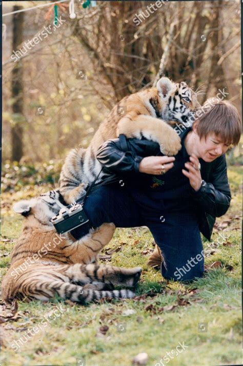 Siberian Tiger Cub Plays Photographer Howletts Editorial Stock Photo ...