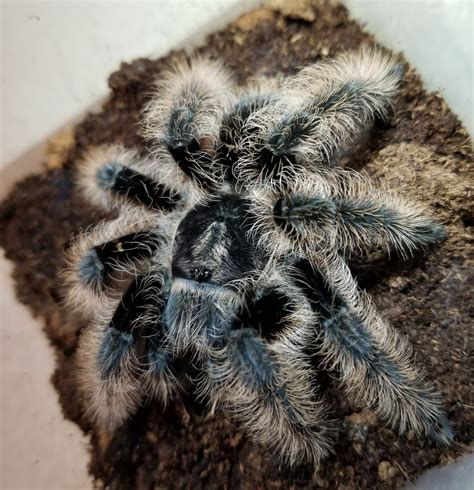 Curly Hair Tarantula (Tliltocatl albopilosus) - Tarantulas - Bug Pets USA | Garden Grove Pet Bug ...