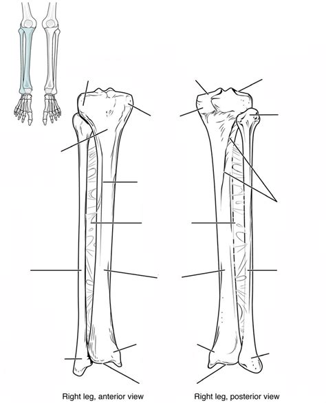 Tibia And Fibula Diagram Quizlet