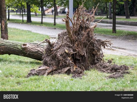 Storm Damage. Fallen Image & Photo (Free Trial) | Bigstock