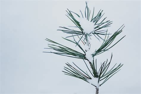 Snow Covered Plant · Free Stock Photo