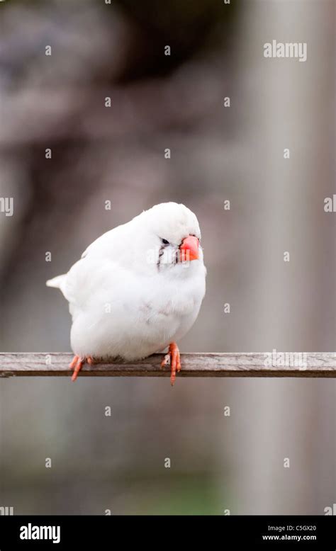 White Male Finch Bird