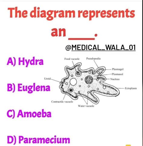 Identify The Structure Medizzy