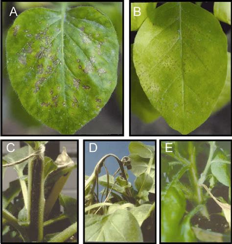 Comparison of the systemic movement of Tobacco mosaic virus (TMV) in... | Download Scientific ...