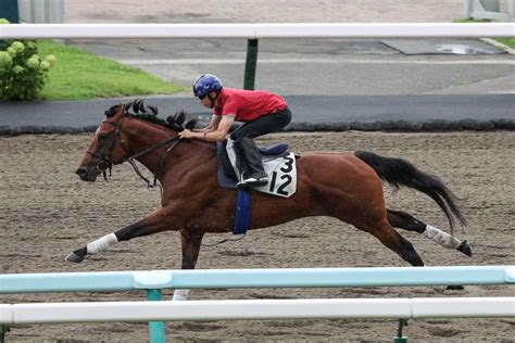 【uhb賞】4連勝中のエクセトラが札幌ダートで余力十分に1ハロン12秒6｜競馬ニュース｜競馬予想のウマニティ