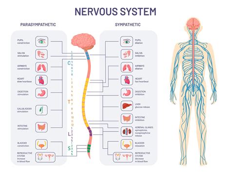 Autonomic Nervous System ANS What It Is And How It Works