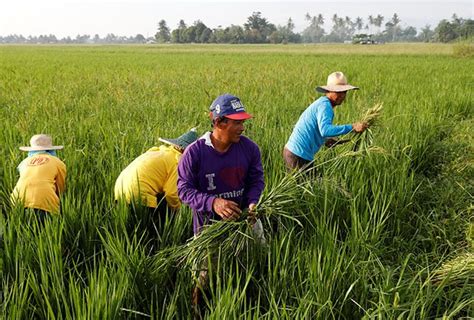 Philippine Farmers Struggle To Rebuild Lives After Typhoon Decimates Crops