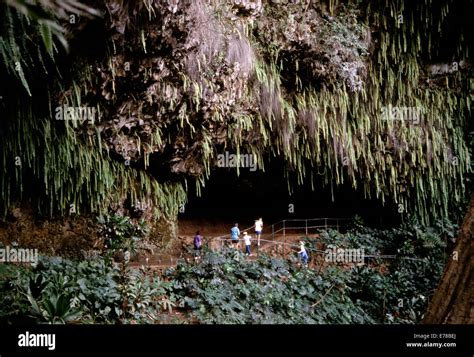 Fern Grotto Hi Res Stock Photography And Images Alamy