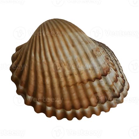 Clam Shell On Transparent Background Highly Detailed 46823220 Png