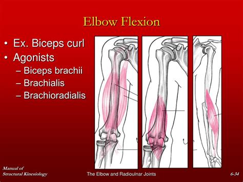 Ppt Chapter The Elbow And Radioulnar Joints Powerpoint Presentation