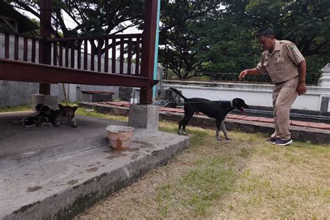 Kaki Warga Kampung Ujung Jadi Korban Gigitan Anjing Peliharaan