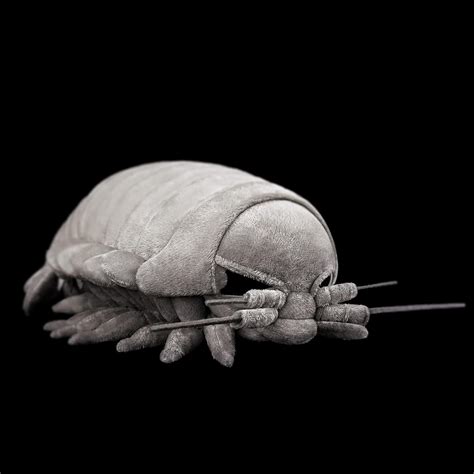 Amazon.com: Giant Isopod Plush - Lifelike 13inch Isopod Stuffed Animal, Simulation Bathynomus ...