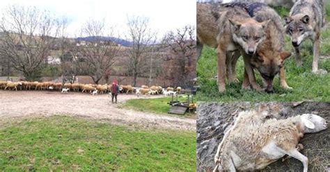 Valfornace Branco Di Lupi All Attacco Strage Di Pecore Sempre Pi