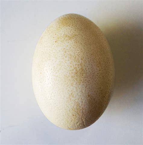 Ostrich Egg Alimentarium