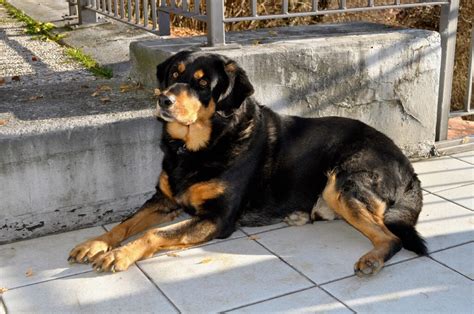 Los Problemas De Salud M S Comunes En Los Rottweilers Con Mis Mascotas