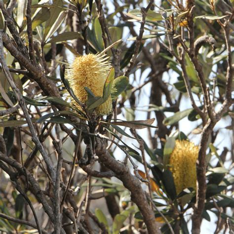 Banksia Integrifolia An Australian Native Plant