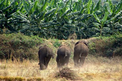 In India, A Nuanced View of How Elephants Make Decisions