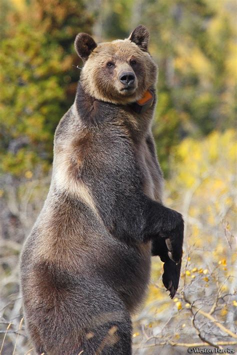 Grizzly Bears Standing Up - Viewing Gallery