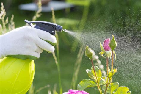 Rostpilze Im Garten Erkennen Und Bek Mpfen Moowy