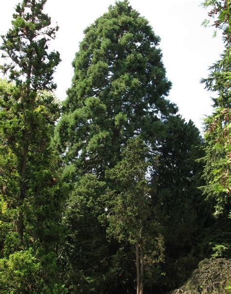 Tree Identification Sequoiadendron Giganteum Giant Sequoia