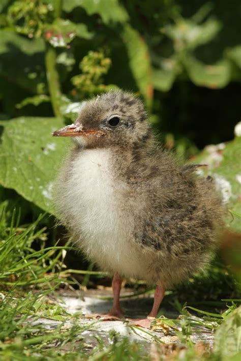 Baby Tern Stock Image Image Of Green Baby Grey Wildlife 14987585