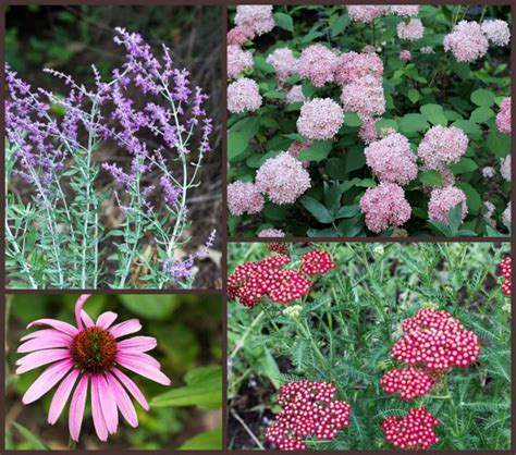 10 Long Blooming Plants You'll Love