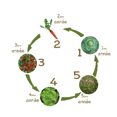 Qu Est Ce Que La Rotation Des Cultures Au Potager Jardins Familiaux