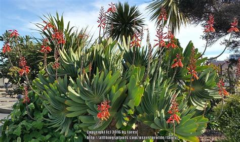 Photo Of The Entire Plant Of Fan Aloe Kumara Plicatilis Posted By