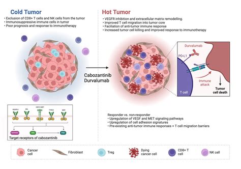 Clinical And Biomarker Results From A Phase II Trial Of Combined