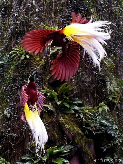 Pin By Zeenat Bijrani On Birds Birds Of Paradise Beautiful Birds